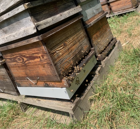 ruches-abeilles-connectees